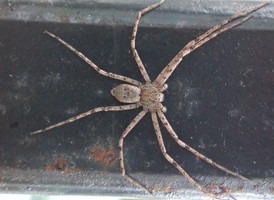 Philodromus praelustris Philodromus praelustris